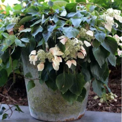 Rose Sensation™ False Hydrangea Vine -Great Garden Plants Shop 566 2163 popup