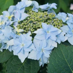 Tuff Stuff Ah-Ha® Mountain Hydrangea -Great Garden Plants Shop 567 2164 popup