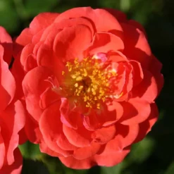 Oso Easy® Mango Salsa Rose -Great Garden Plants Shop 569 2175 popup