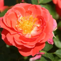 Oso Easy® Mango Salsa Rose -Great Garden Plants Shop 569 2176 popup
