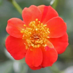 Oso Easy® Hot Paprika® Rose