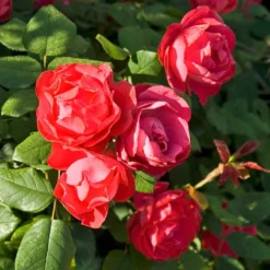 Oso Easy Double Red® Rose -Great Garden Plants Shop 571 2180 popup