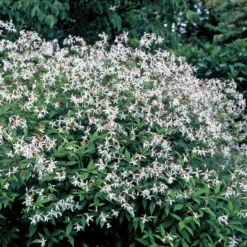 Bowman's Root -Great Garden Plants Shop 572 Gillenia trifoliata 1