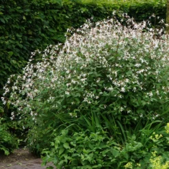 Bowman's Root -Great Garden Plants Shop 572 Gillenia trifoliata 4