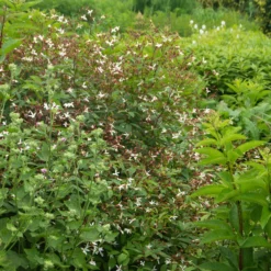 Bowman's Root -Great Garden Plants Shop 572 Gillenia trifoliata 8