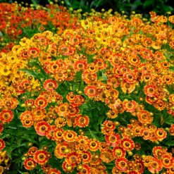 Mariachi⢠'Fuego' Helenium