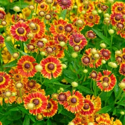 Mariachi™ 'Fuego' Helenium -Great Garden Plants Shop 574 Helenium fuego 3