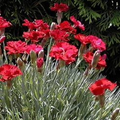 'Frosty Fire' Dianthus -Great Garden Plants Shop 576 2222 popup sw