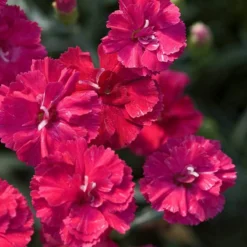 'Frosty Fire' Dianthus -Great Garden Plants Shop 576 2226 popup sw