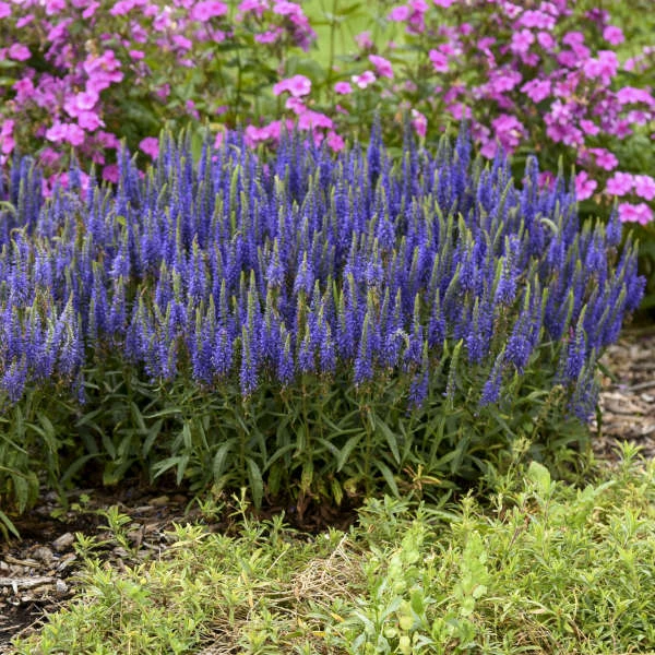 Magic Show® 'Wizard Of Ahhs' Spike Speedwell 2 Magic Show® 'Wizard Of Ahhs' Spike Speedwell - Image 2