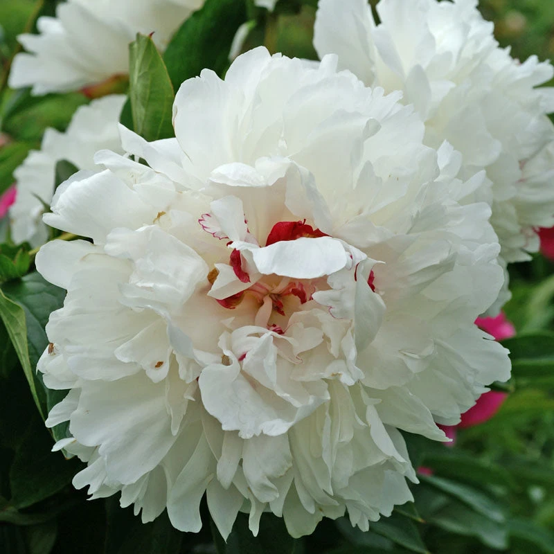 'Festiva Maxima' Peony 3 'Festiva Maxima' Peony - Image 3