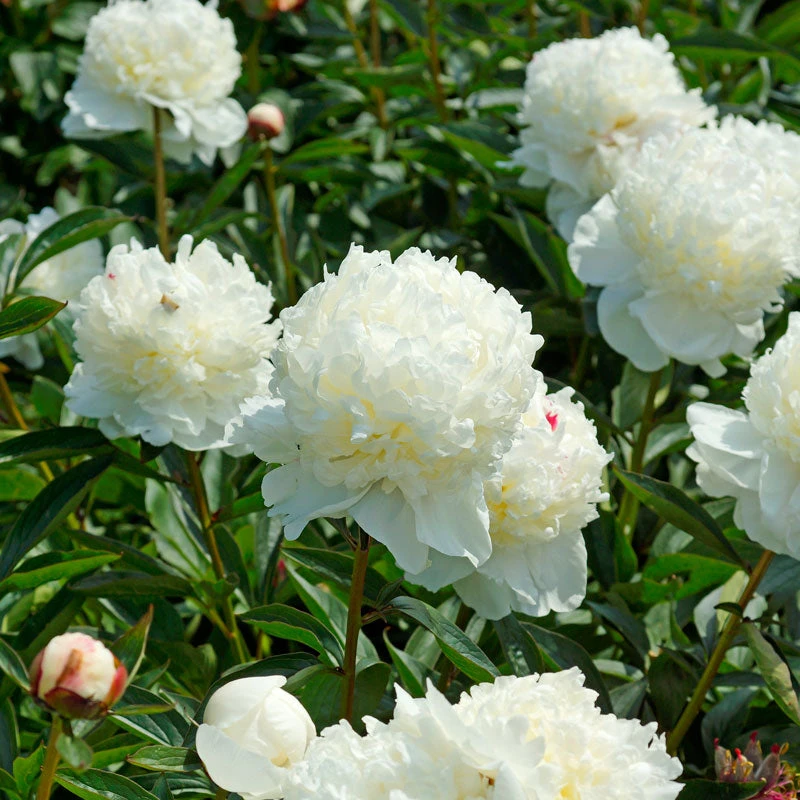 'Festiva Maxima' Peony 4 'Festiva Maxima' Peony - Image 4