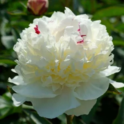 'Festiva Maxima' Peony 11 'Festiva Maxima' Peony -Great Garden Plants Shop 580 Paeonia festiva maxima 5