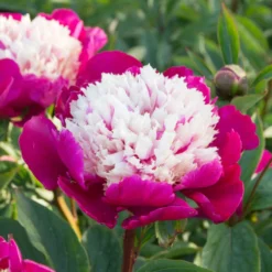 'White Cap' Peony -Great Garden Plants Shop 582 Paeonia white cap 4