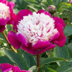 'White Cap' Peony -Great Garden Plants Shop 582 Paeonia white cap 5