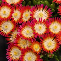 'Jewel Of Desert Ruby' Ice Plant -Great Garden Plants Shop 582 2241 popup sw