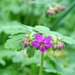 'Bevan's Variety' Cranesbill -Great Garden Plants Shop 584 Geranium bevans variety 3
