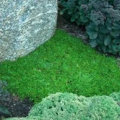 'Jewel Of Desert Peridot' Ice Plant -Great Garden Plants Shop 584 2249 popup sw