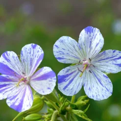 'Delft Blue' Cranesbill