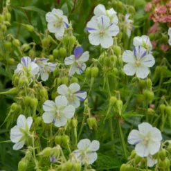 'Delft Blue' Cranesbill 6 'Delft Blue' Cranesbill -Great Garden Plants Shop 585 Geranium Delft blue 3