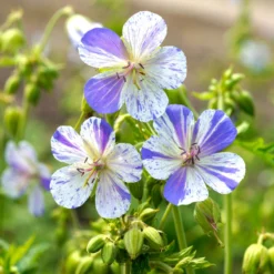 'Delft Blue' Cranesbill 7 'Delft Blue' Cranesbill -Great Garden Plants Shop 585 Geranium Delft blue 4