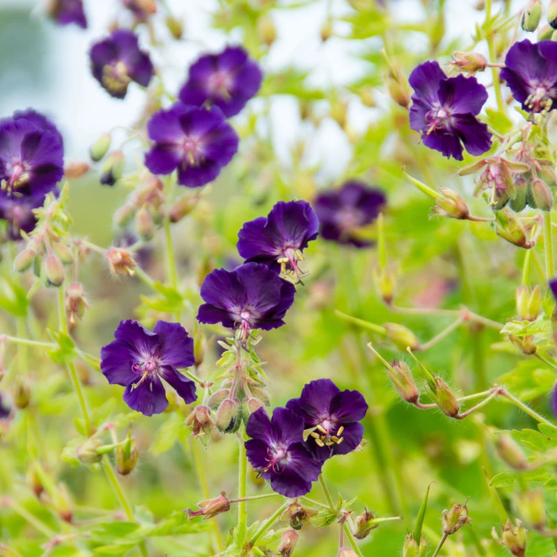 'Raven' Cranesbill 1 'Raven' Cranesbill