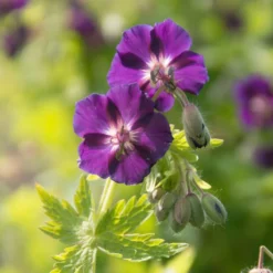'Raven' Cranesbill 7 'Raven' Cranesbill -Great Garden Plants Shop 586 Geranium raven 3