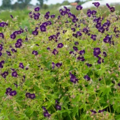 'Raven' Cranesbill 8 'Raven' Cranesbill -Great Garden Plants Shop 586 Geranium raven 4