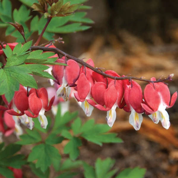 Valentine® Bleeding Heart 2 Valentine® Bleeding Heart - Image 2