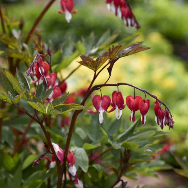 Valentine® Bleeding Heart 1 Valentine® Bleeding Heart