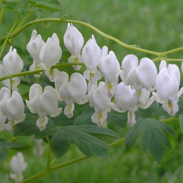 White Bleeding Heart 1 White Bleeding Heart