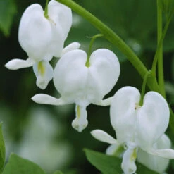 White Bleeding Heart 6 White Bleeding Heart -Great Garden Plants Shop 597Dicentraspectabilis Alba 3