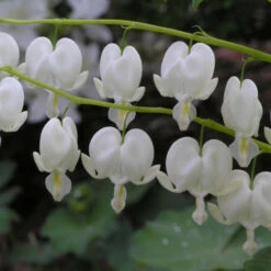 White Bleeding Heart 7 White Bleeding Heart -Great Garden Plants Shop 597Dicentraspectabilis Alba 4
