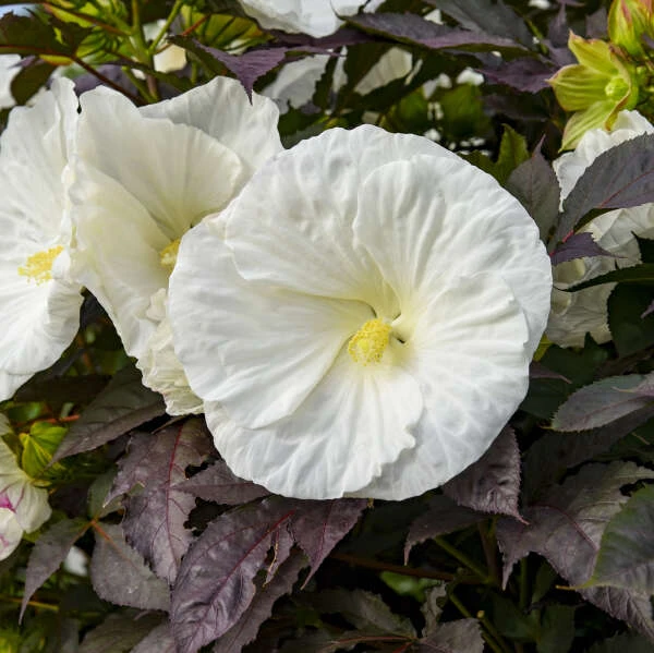 Summerific® 'Cookies And Cream' Perennial Hibiscus 1 Summerific® 'Cookies And Cream' Perennial Hibiscus