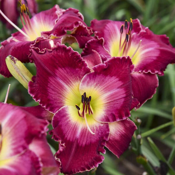 Rainbow Rhythm® 'Blood Sweat And Tears' Daylily 2 Rainbow Rhythm® 'Blood Sweat And Tears' Daylily - Image 2