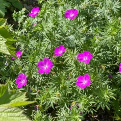 'Max Frei' Bloody Cranesbill