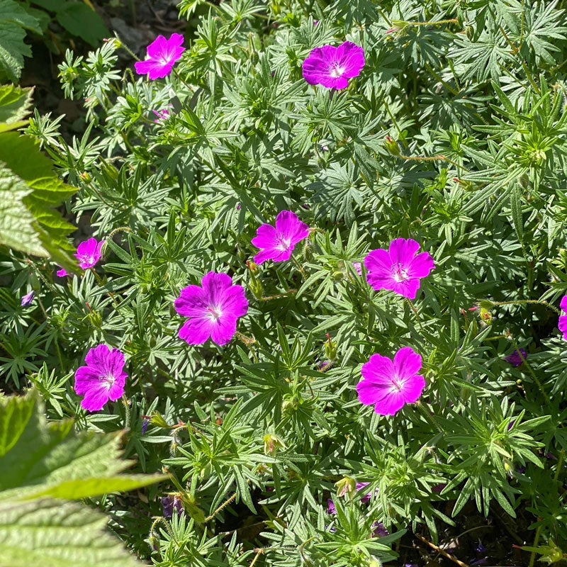 'Max Frei' Bloody Cranesbill 1 'Max Frei' Bloody Cranesbill