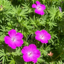 'Max Frei' Bloody Cranesbill 5 'Max Frei' Bloody Cranesbill -Great Garden Plants Shop 604 Geranium max frei 3