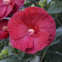 Summerific® 'Cranberry Crush' Perennial Hibiscus -Great Garden Plants Shop 607Hibiscus CranberryCrush 4