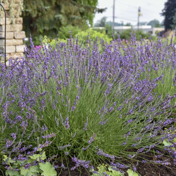 Phenomenal® Lavender 1 Phenomenal® Lavender