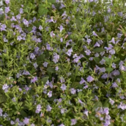 'Marvelette Blue' Calamint