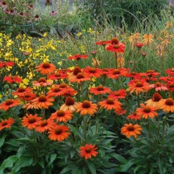 Kismet® Intense Orange Coneflower -Great Garden Plants Shop 626 2857 popup