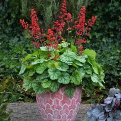 Dolce® 'Appletini' Coral Bells -Great Garden Plants Shop 635 2698 popup