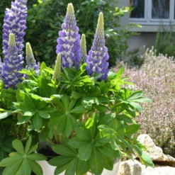 Mini Gallery™ Blue Bicolor Lupine -Great Garden Plants Shop 636297d97b3e498ffe72e6cc797ad19e