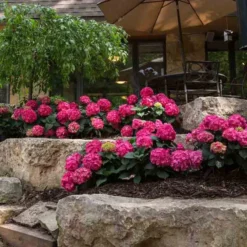 Endless Summer® Summer Crush® Bigleaf Hydrangea 11 Endless Summer® Summer Crush® Bigleaf Hydrangea -Great Garden Plants Shop 640 2719 popup