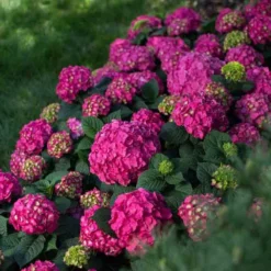 Endless Summer® Summer Crush® Bigleaf Hydrangea 10 Endless Summer® Summer Crush® Bigleaf Hydrangea -Great Garden Plants Shop 640 2720 popup