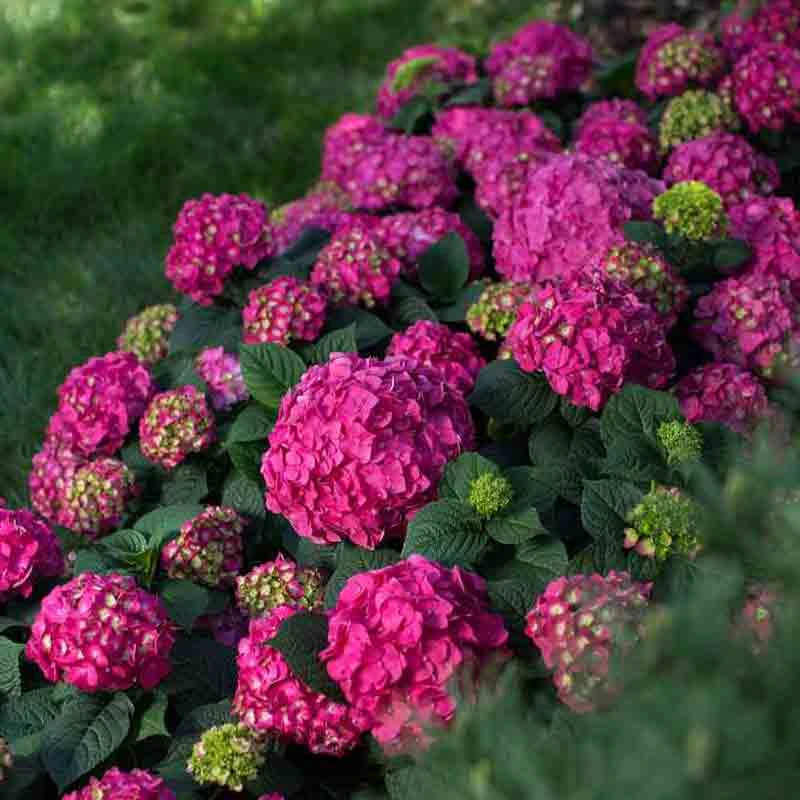 Endless Summer® Summer Crush® Bigleaf Hydrangea 5 Endless Summer® Summer Crush® Bigleaf Hydrangea - Image 5
