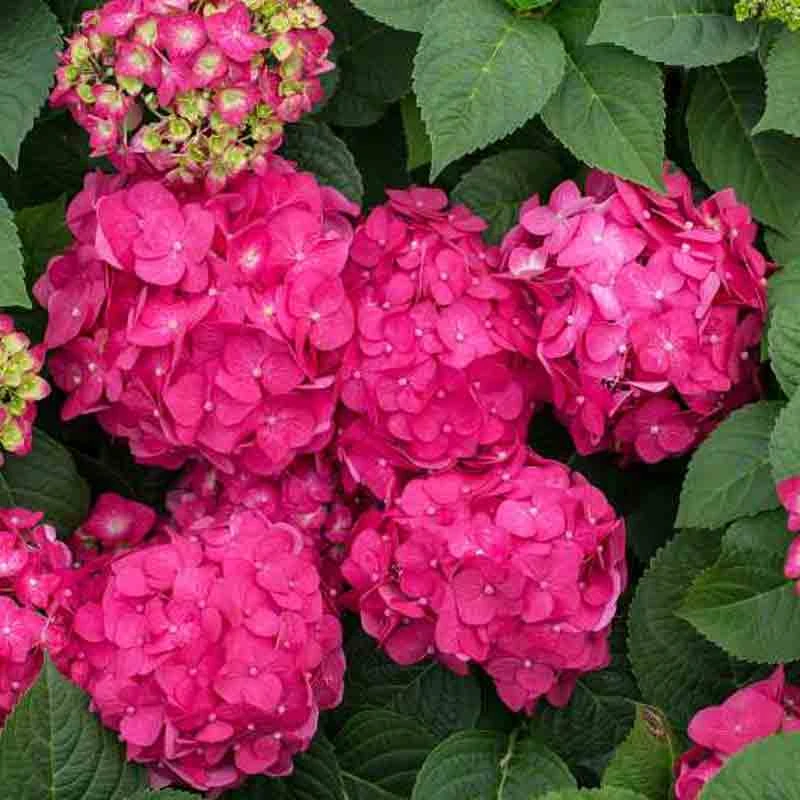 Endless Summer® Summer Crush® Bigleaf Hydrangea 4 Endless Summer® Summer Crush® Bigleaf Hydrangea - Image 4