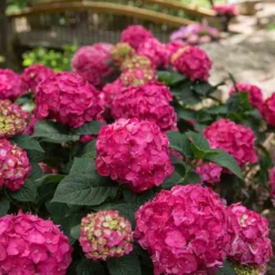 Endless Summer® Summer Crush® Bigleaf Hydrangea 8 Endless Summer® Summer Crush® Bigleaf Hydrangea -Great Garden Plants Shop 640 2724 popup