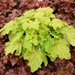 Dressed Up™ Ball Gown Coral Bells 6 Dressed Up™ Ball Gown Coral Bells -Great Garden Plants Shop 652 Ball Gown Heuchera 2